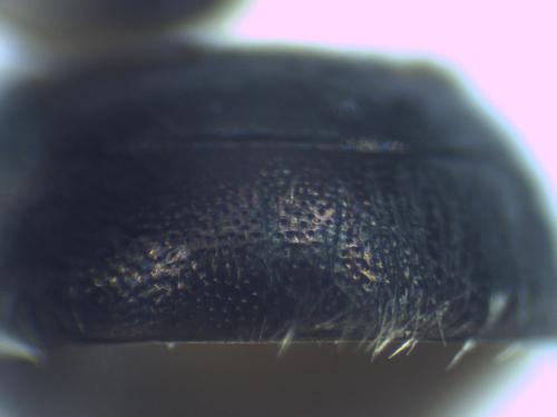 Osmia caerulescens